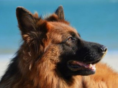 Тобылдық Хатико иесін 11 жыл бойы жол бойында күтіп жүр