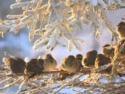 3 қаңтарға арналған ауа райы болжамы