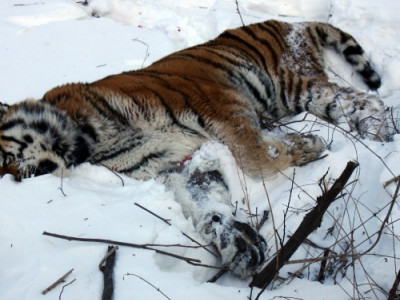 Тигрица молила о помощи: то что сделал мужик, потрясло Сеть