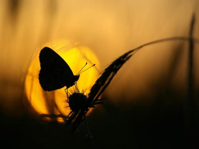 Түнгі көбелек