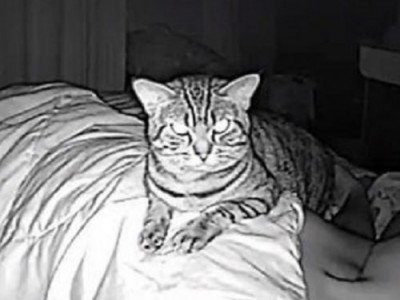Парень снял на скрытую камеру кота и вот, что увидел!