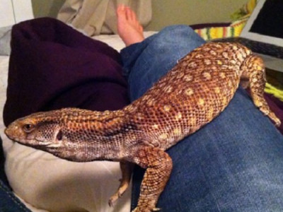 Туристка вернулась из отпуска, а в кровати ее ждал ящер