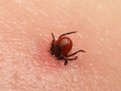 Старая таёжная хитрость: клещ не укусит никогда