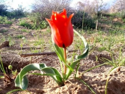 «Грейг» қызғалдағын жұлғандарға енді жаза қатаң болады