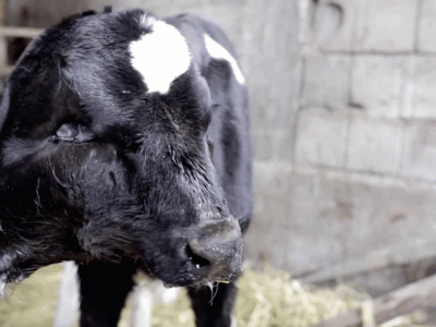 Солтүстік Македонияда екі басты бұзау туды