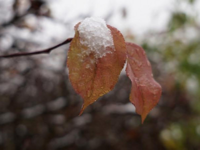 Қазақстанның үш облысында үсік жүреді