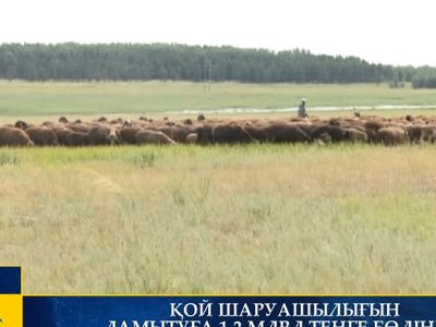 ҚОЙ ШАРУАШЫЛЫҒЫН ДАМЫТУҒА 1,2 МЛРД ТЕҢГЕ БӨЛІНЕДІ