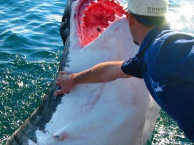 Рыбак спас акулу: он и подумать не мог, что она так отблагодарит