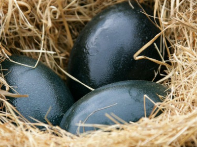 Крестьянин нашел странные яйца – посмотрите, что вылупилось