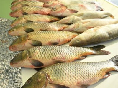 Республикада өндірілетін тауарлы балық көлемінің 70 пайызы Түркістан облысының үлесінде