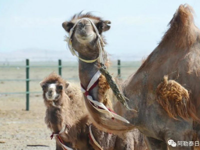 Қытайда түйе баққан ауқатты қазақ – Шетелдегі қазақ тілді БАҚ-қа шолу