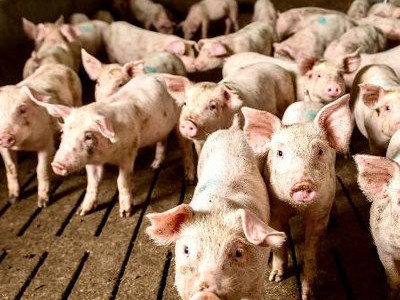 Әкім Бестамақ ауылындағы шошқа фермасына қатысты пікір айтты