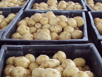Ақтөбе облысының әкімі картоп пен сәбіз қаншадан болып жатқанын  айтты