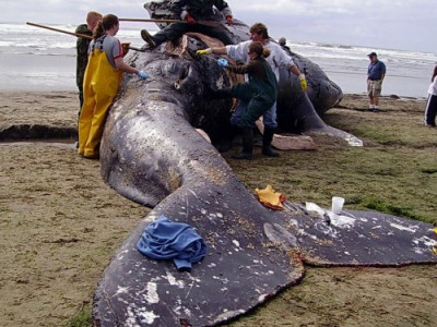 Обычная рыба, но когда все увидели, что у нее внутри, то онемели