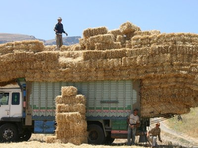 Өңірлерде малдың қыстауы үшін 6,5 млн тонна шөп дайындалды