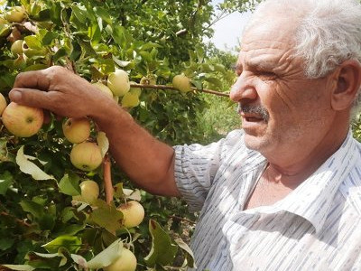 Жамбылдық бағбан өз бақшасында алманың 36, жүзімнің 30 түрін өсіруде