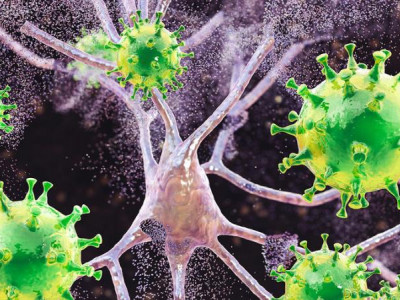 Дельта штамы суда үш күн өмір сүреді – ғалымдар