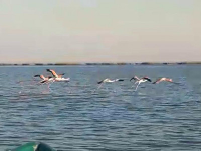 Каспий теңізінің жағалауына қоқиқаздар ұшып келді