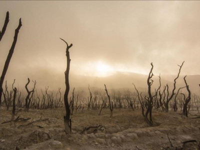 Әлемдік көшбасшылар 2030 жылға қарай ормандарды кесуді тоқтатуға уәде берді