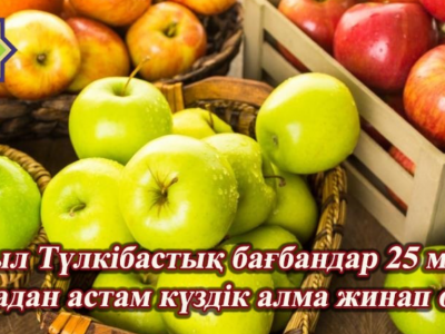 Түлкібастық бағбандар 25 мыңтоннадан астам күздік алма жинаған