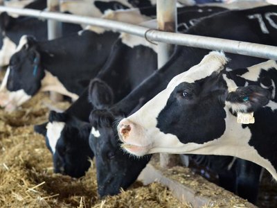 Елімізде үй иелерінің мал санына шектеу қойылады