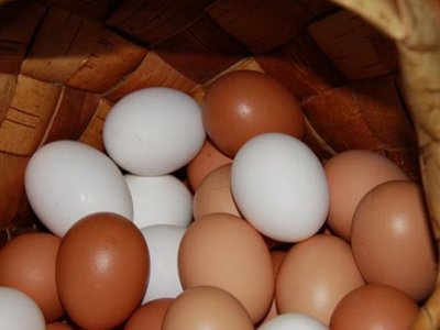 Коричневые и белые яйца: в чем разница?