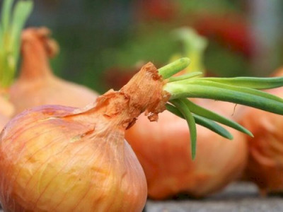 Пияз экспортына тыйым салынған жоқ