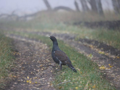 Бурабайда құстардың популяциясы зерттеліп жатыр