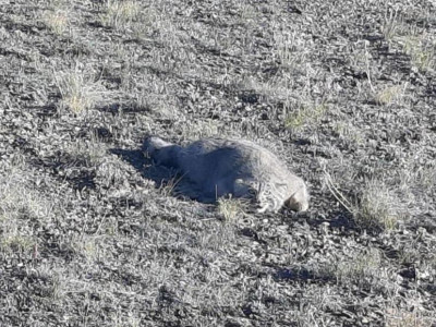 Тарбағатай ұлттық паркінде сабаншы видеоға түсіп қалды