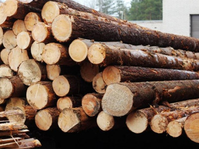 Қазақстаннан кейбір ағаш түрлерін әкетуге тыйым салынуы мүмкін 