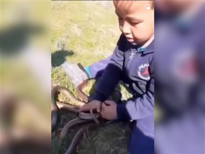 Жеті жыланы бар ауылдың баласы желі оқырмандарын таң қалдырды (ВИДЕО)