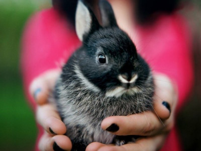 Новый год 2023 Кролика: что можно и нельзя делать