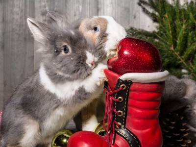 Подарки-табу на Новый год 2023: кролик принесет беды