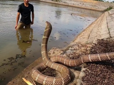 Умирающая кобра приползла к людям: и вот что они сделали