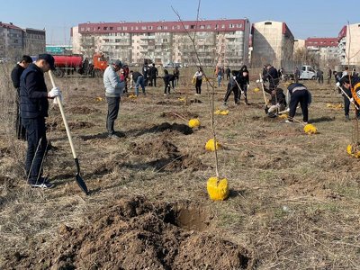 Алматыда осы көктемде 10 мыңнан астам ағаш отырғызылады