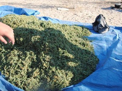 Ақтөбеде гараждан 100 келіден астам есірткі заттары табылды