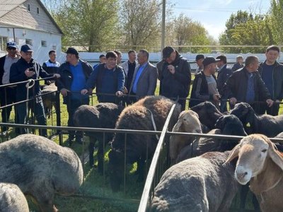 Шу ауданында асыл тұқымды қошқарлардың көрмесі өтті