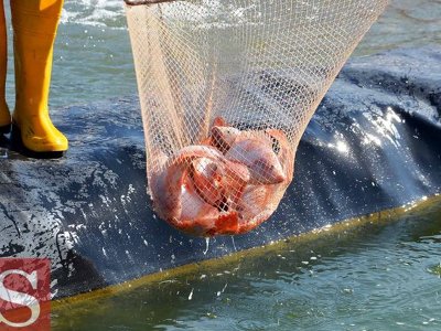 Түркістанда инвесторлар балықты мекен тауып алған