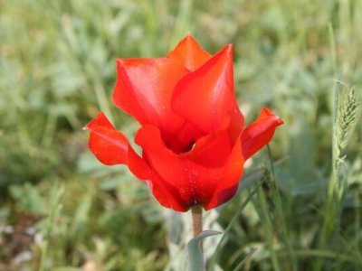 Оңтүстікте қызыл кітапқа енген қызғалдақтар гүлдеді