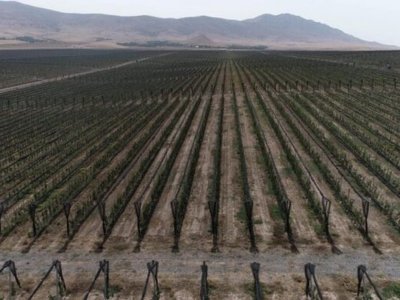 Төлеби ауданында бау-бақша алқабы 425 гектарға жетті
