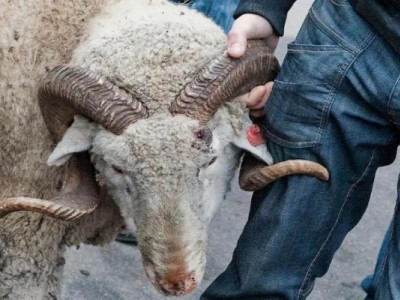 Құрбан айт-2023: Жолаушыға құрбан шалу міндетті ме?