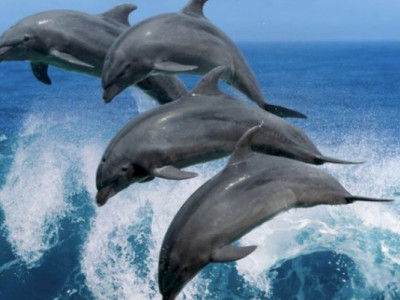 Демалушыларға шабуыл жасайтын дельфиндер к бейген