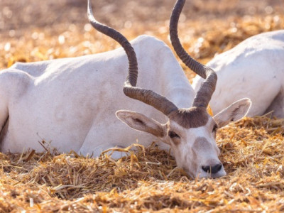  National Geographic фотографы ақбөкендерді түсіру үшін Алматыға келді 