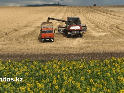 Күрделі жыл: Aitas Agro фермерлері ағымдағы ауыл шаруашылығы маусымының нәтижелері мен қиындықтары туралы