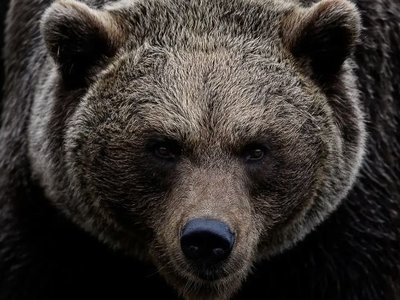 Аю екі адамды талап өлтірді