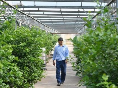 Түркістан облысында ауыл шаруашылығы өнімінің көлемі...