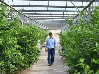 Түркістан облысында ауыл шаруашылығы өнімінің көлемі 1 трлн. теңгеден асып, республикада көш бастады