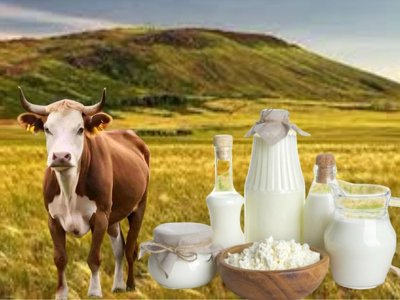 Етке тәуелділік азая ма? Елдегі мал шаруашылығы қалай дамуда?