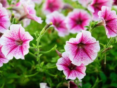 Жасыл аймақ: Созақ ауданында 1500 түп көшеттері...