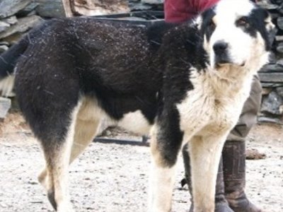 Қазақы төбеттерді іздеген топ Баян-Өлгейге барыпты